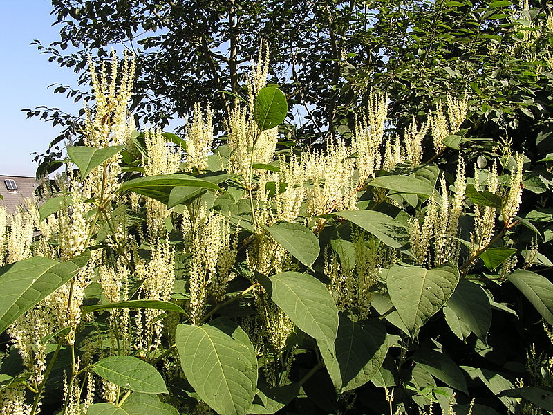 Japanese Knotweed - wiki image via MdE